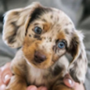 Meet your Posher, Ilanit